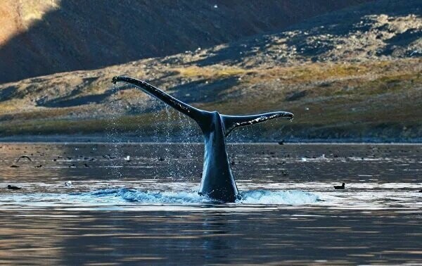 Убейте и съешьте друг друга: как кашалот отомстил китобоям