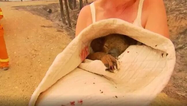 Храбрая австралийка спасла коалу из горящего леса