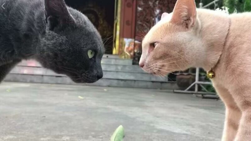 Две бездомные кошки встретились лицом к лицу у буддийского храма
