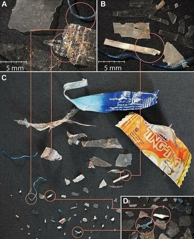 Скаты и акулы переходят на пластиковую диету
