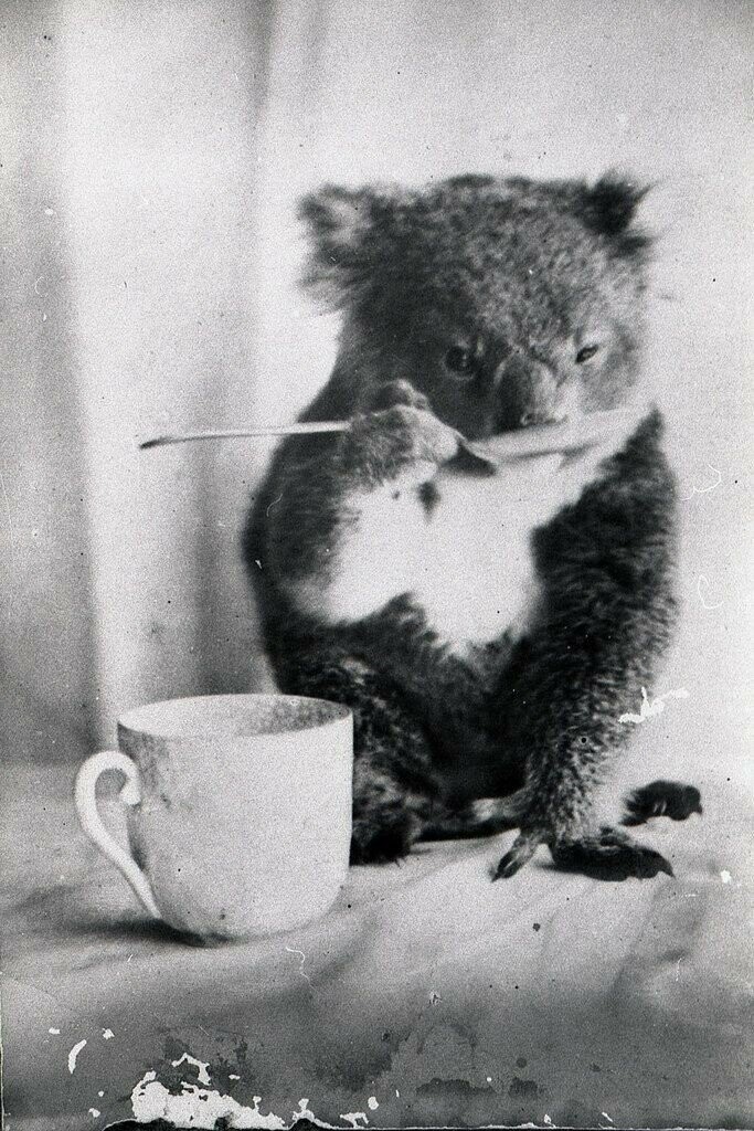 Питомец коала пьет из ложки, Австралия, 1900 год