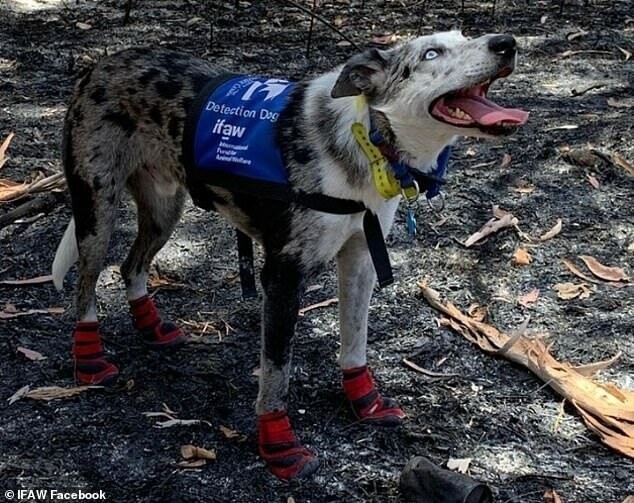 Отважный пес спасает коал из пожаров в Австралии
