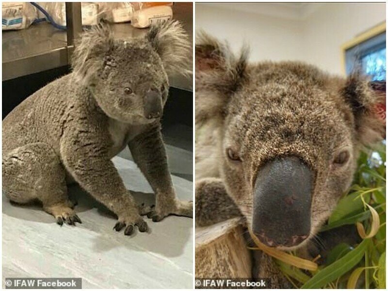 Отважный пес спасает коал из пожаров в Австралии