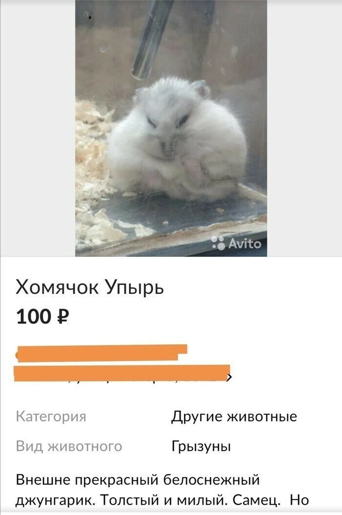 6. Опасный питомец