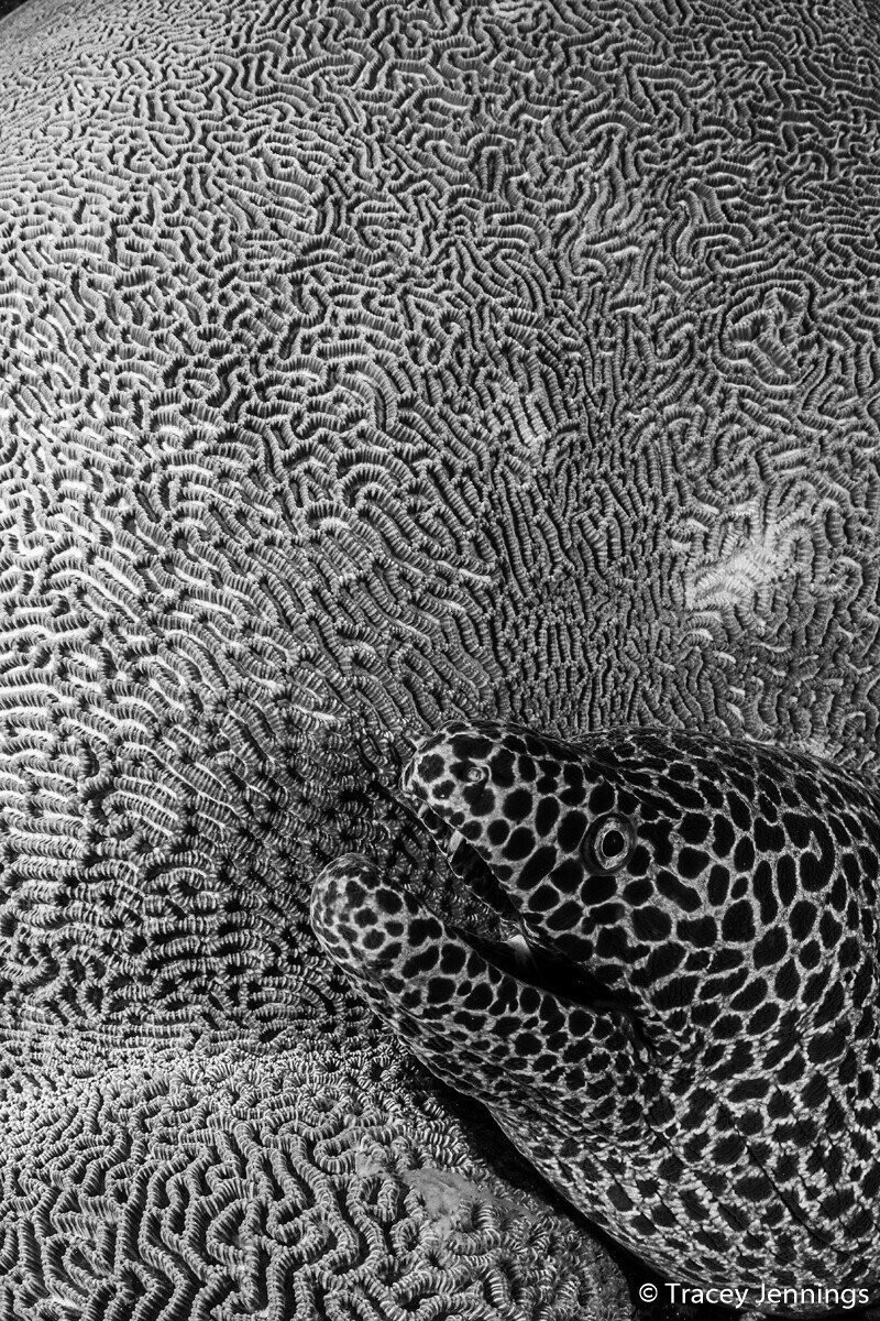 Победитель в категории «Монохром». «Текстура». Сотовая мурена (Gymnothorax favagineus) в лабиринте кораллов в море Банда. Автор фото: Трейси Дженнингс.