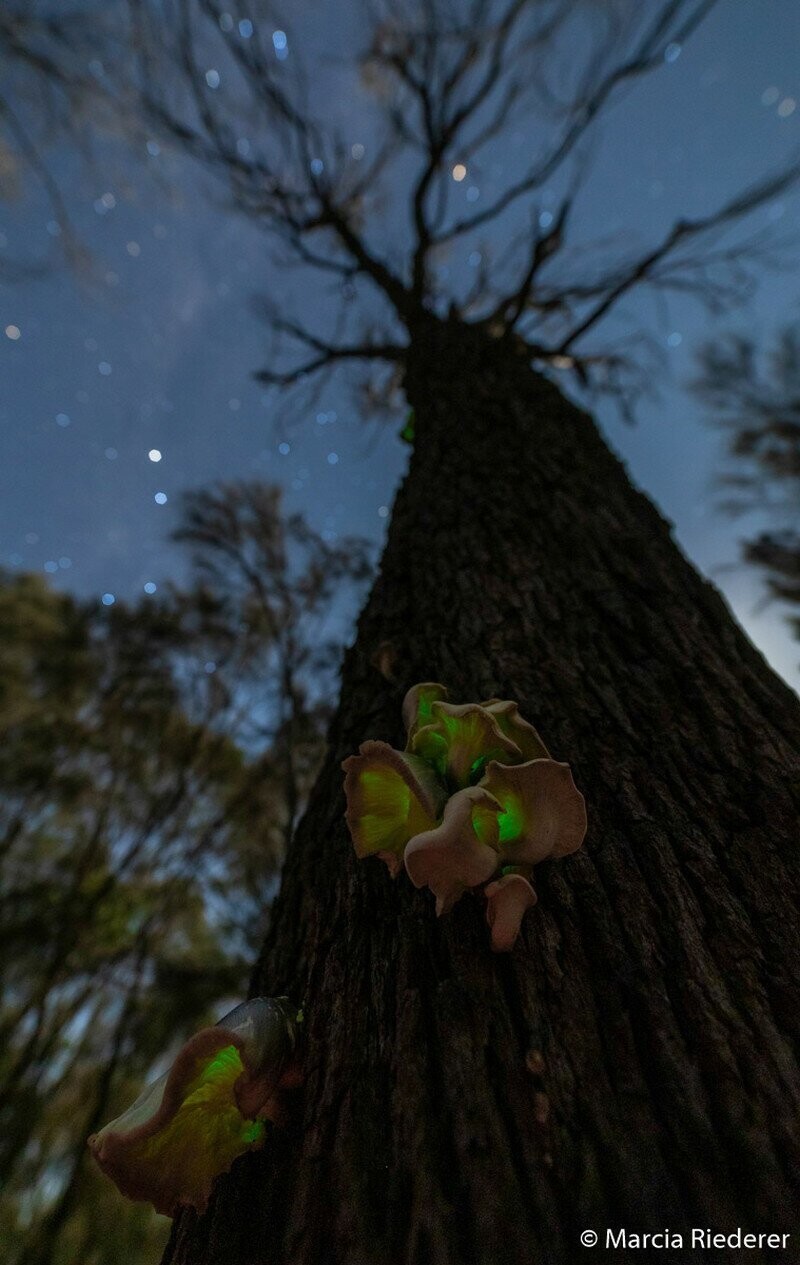 Победитель в «Ботанической» категории. «Призрак леса». Призрачный гриб (Omphalotus nidiformis) с биолюминесцентными свойствами в Оушен-Гроув, Виктория. Автор фото: Марсия Ридерер.
