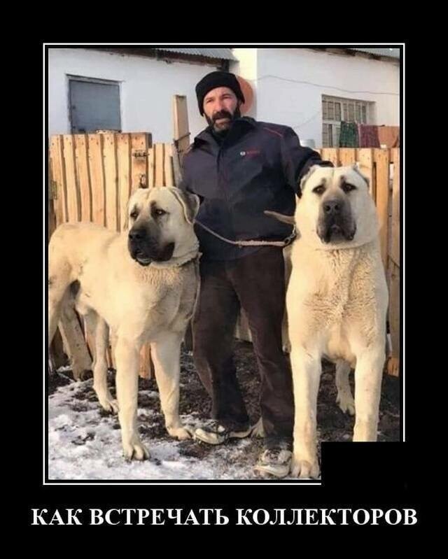 Образ собаки в демотиваторах от Водяной за 22 ноября 2019
