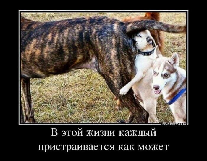 Образ собаки в демотиваторах от Водяной за 22 ноября 2019