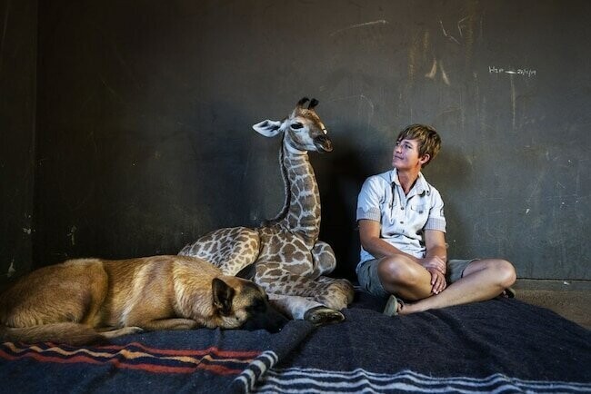 Удивительная дружба в мире животных: собака и жираф