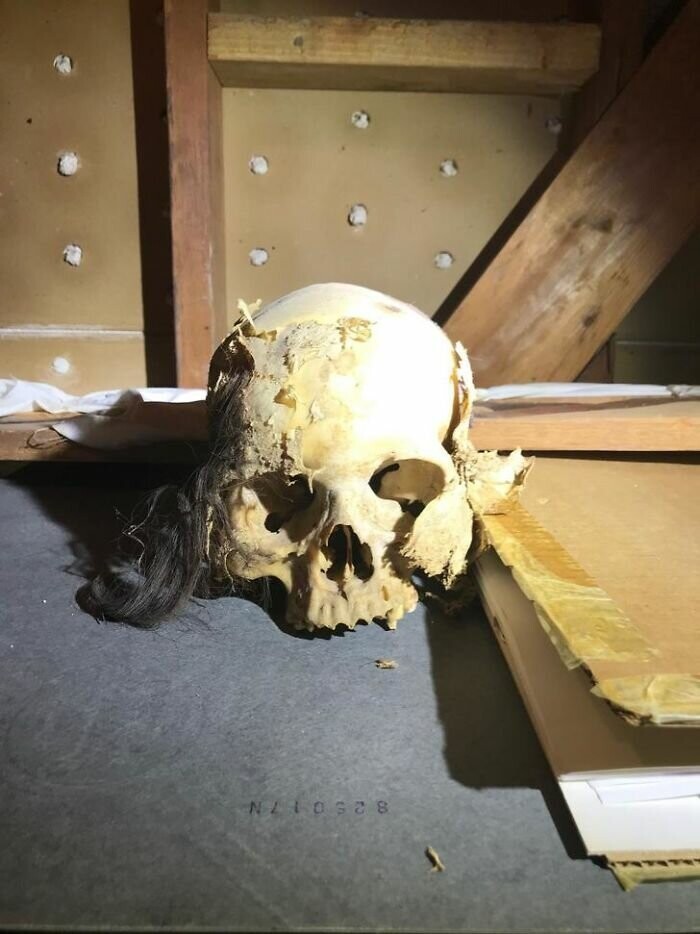 2. Человеческий череп, привезенный из Перу в 70-х годах. По оценкам специалистов, ему не менее 1000 лет