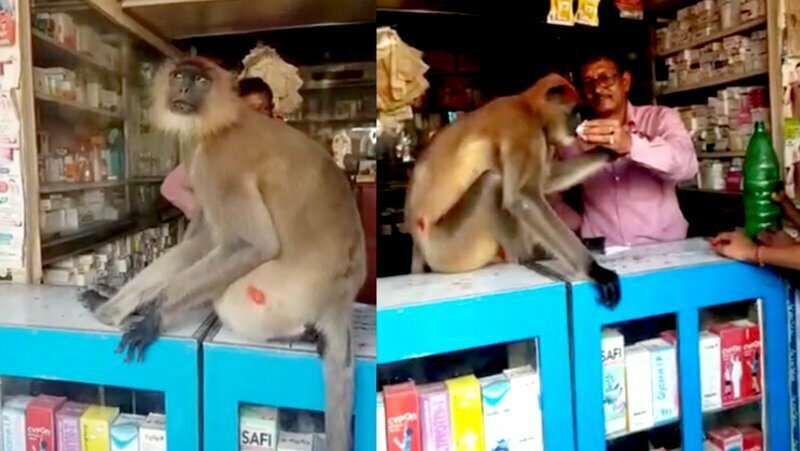 Раненая обезьяна пришла в аптеку для оказания первой помощи