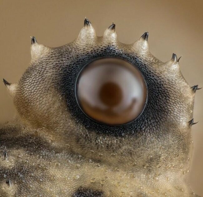 Глаз паука под микроскопом 