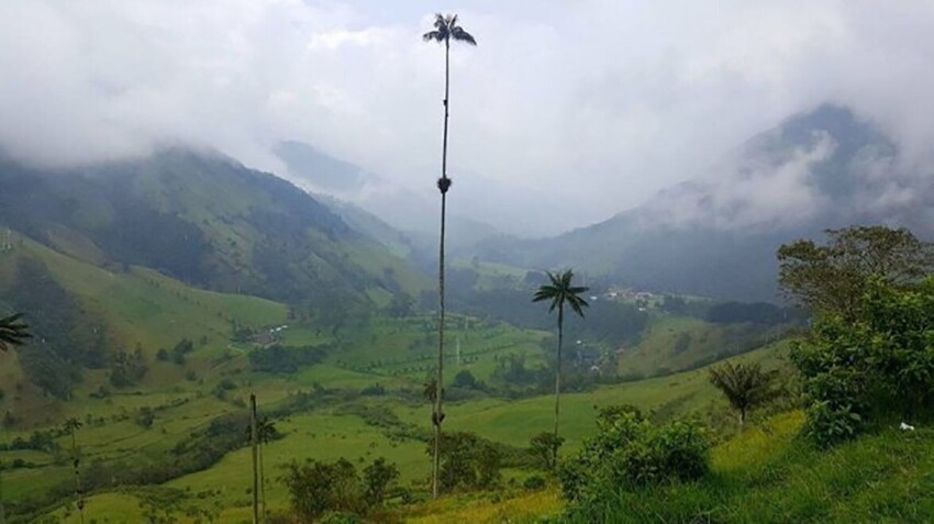Самая высокая пальма в мире. Колумбия 