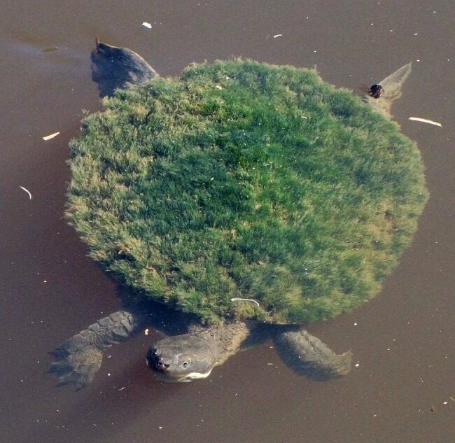 Эта черепаха сумела отрастить на своем панцире мох 