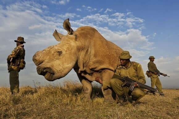 Белый носорог под охраной кенийских рейнджеров