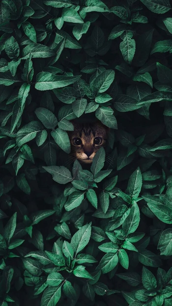 Котики спрятались