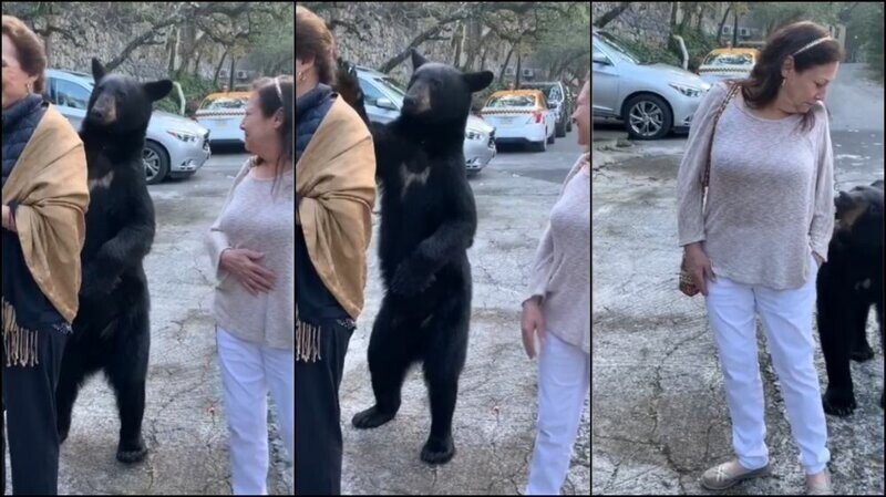 Любопытный медведь решил исследовать волосы туристки