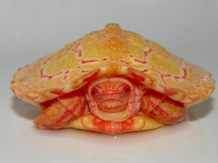 Черепахи, которые похожи на огнедышащих драконов