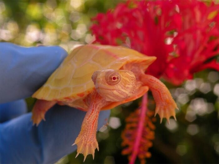 Вероятность появления на свет черепахи-альбиноса для разных видов черепах разная - для каких-то выше, для каких-то ниже