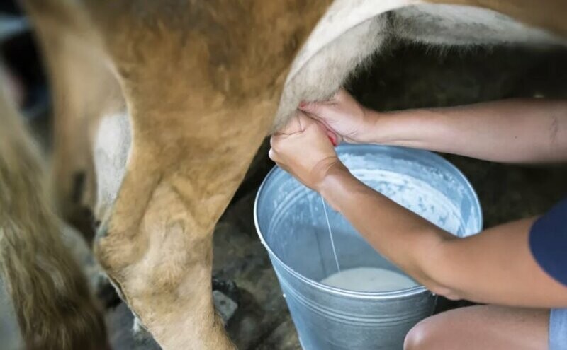 Уроки природы: как человек научился доить корову?