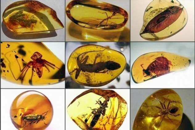 Загадки образования янтаря с насекомыми