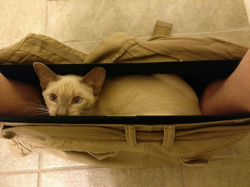 Кот нашел идеальное убежище