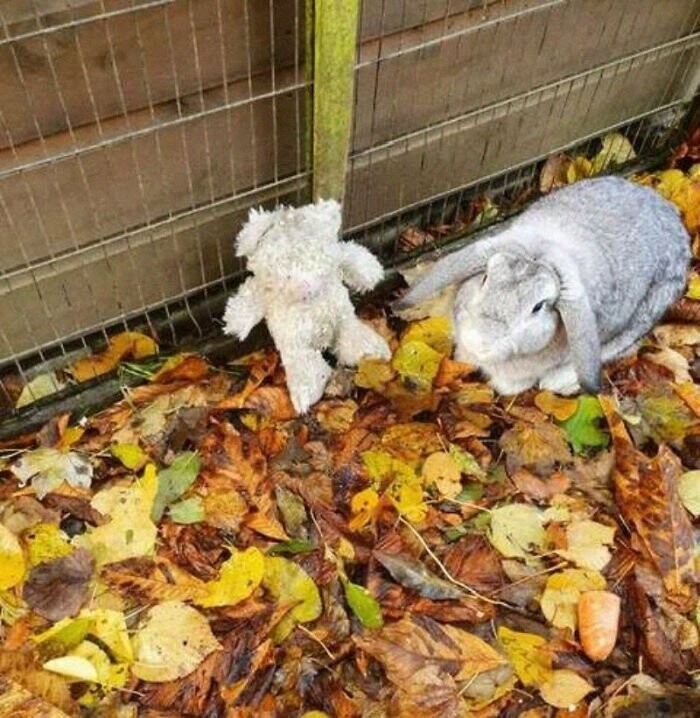 Кролик и его плюшевый друг ждут новых хозяев