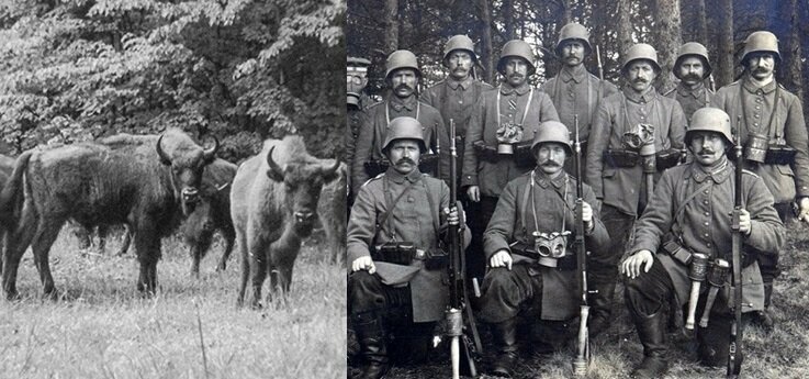 «Месть зубров»: как немцы воевали с животными в Беловежской Пуще