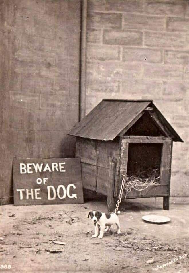 "Осторожно, злая собака!" 1940-е. 