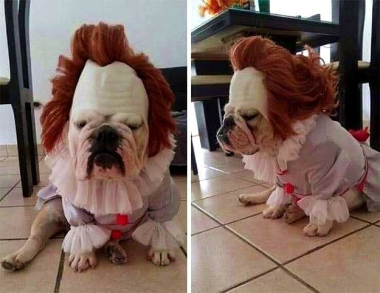 Гениальный костюм на Хэллоуин для собаки 