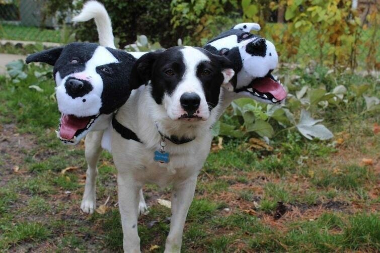 Ещё один крутой костюм на Хэллоуин для собачки 