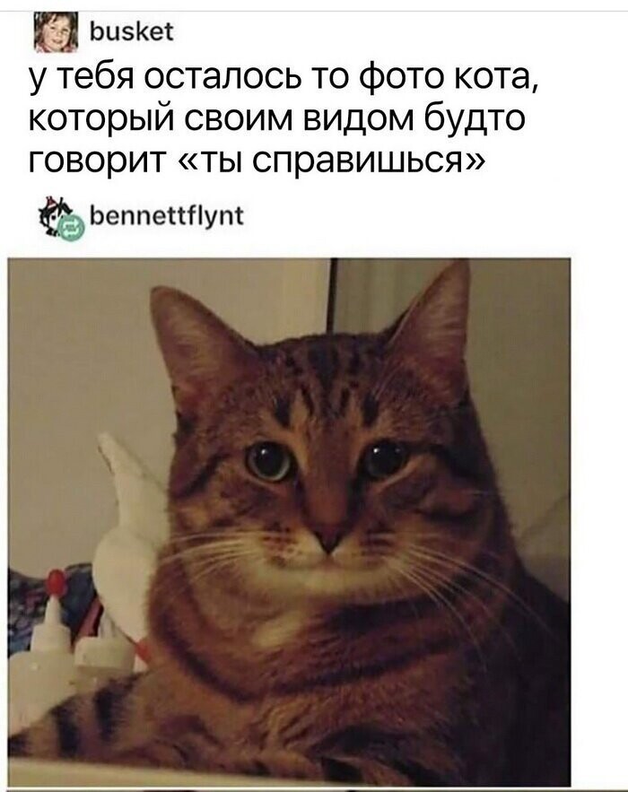 Скрины из социальных сетей