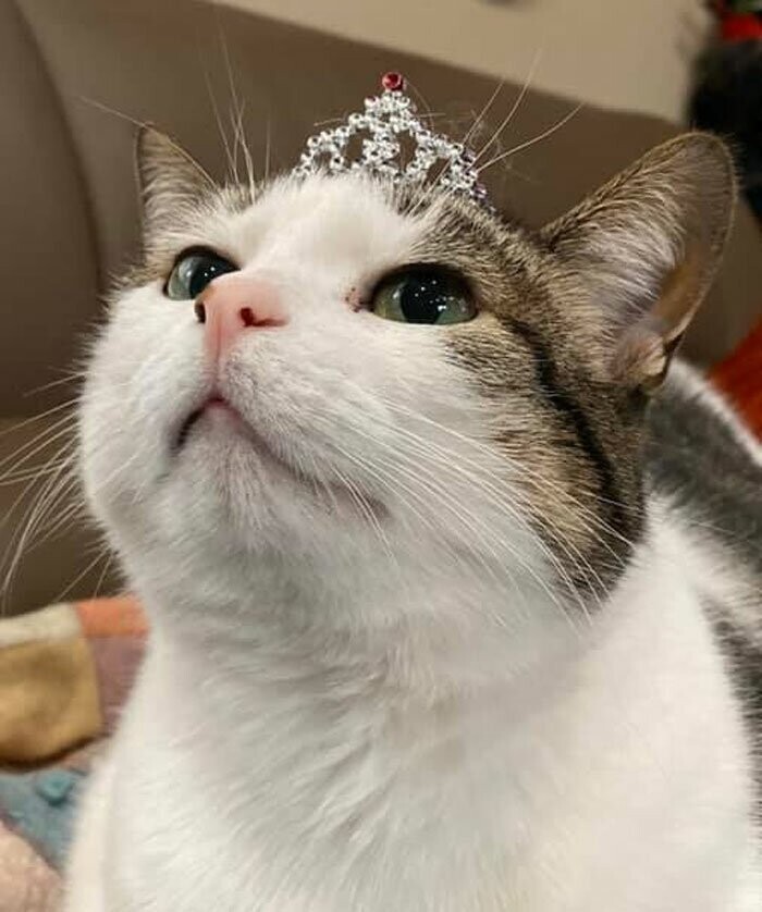 5. "Нашла маленькую корону для своей принцессы"