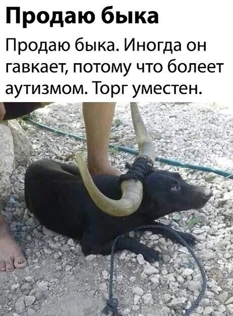 Прикольные и смешные картинки