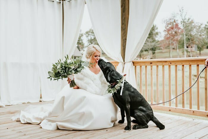 Свадебные фото с собакой произвели фурор в интернете!