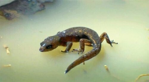 2. Бразильские Карликовые Гекконы (Brazilian Pygmy Geckos)