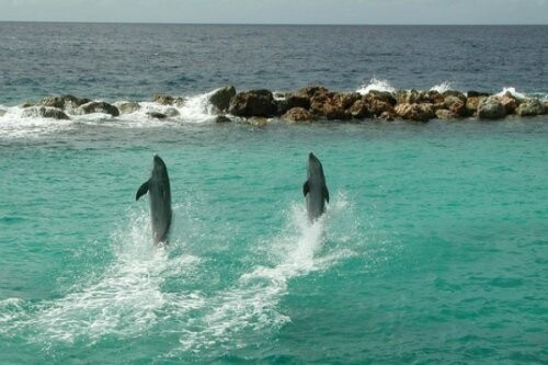 5. Дельфины