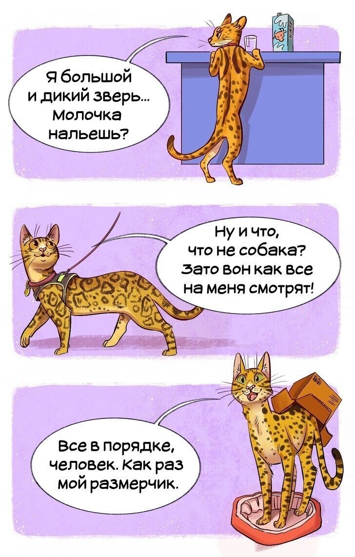 Гайд по кошкам