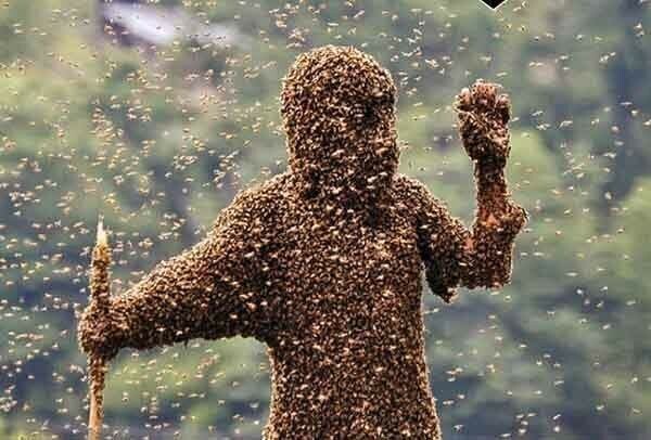 Пчелы-убийцы