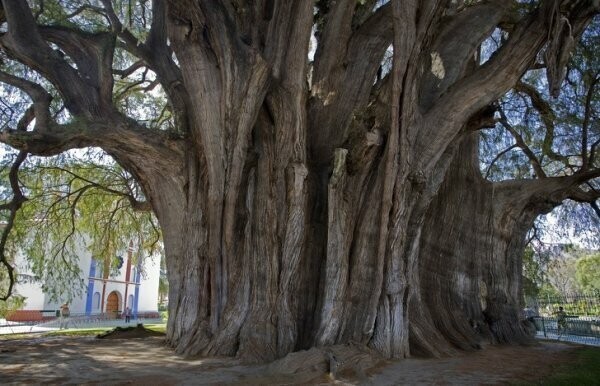 Это дерево Туле в Мексике - самое толстое в мире. Диаметр ствола составляет 11,62 м. Ученые не знают, сколько лет дереву, предположительно ему от 1 200 до 3 000 лет