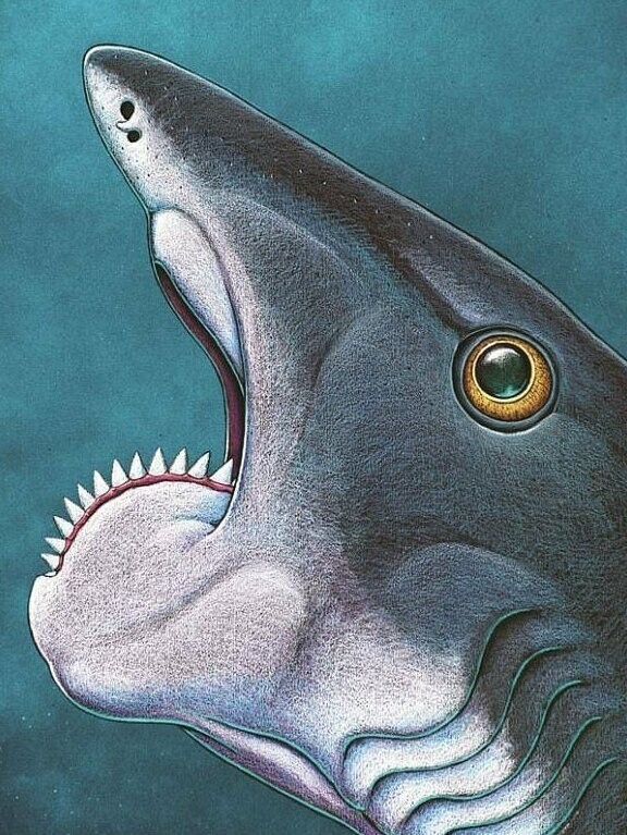 Доисторический предок акул достигал 7,5 м в длину и весил почти полтонны, что делало его крупнейшим обитателем моря 