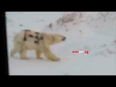 Автора надписи "Т-34" на белом медведе ищут на Чукотке 