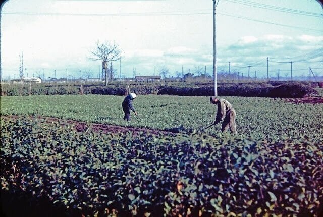 Фермеры, 1948 