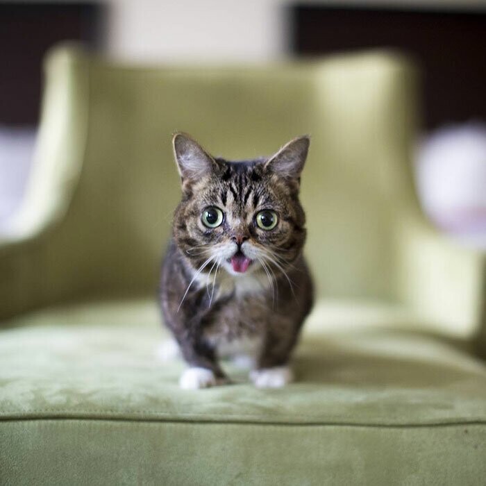 За жизнью кошки следили 2,4 млн подписчиков в Instagram*, она стала одной из самых узнаваемых в Сети