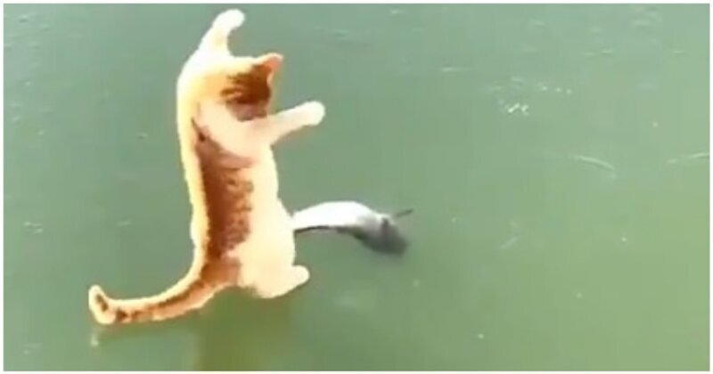 Так близко, но так далеко: Голодный кот пытается достать вмерзшую в лед рыбу