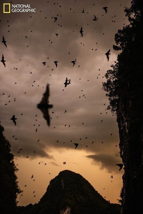 В Оленьей пещере на острове Борнео обитает более двух миллионов летучих мышей нескольких видов