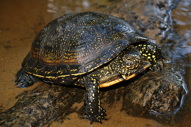 Европейская болотная черепаха и интересные факты о ней