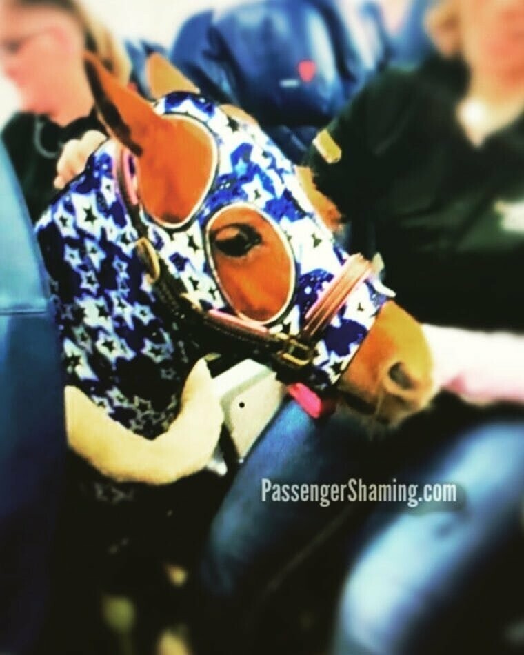 В соцсетях появилась фотография карликовой лошади в салоне самолёта