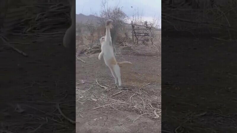 Настоящий хищник: кот поймал птицу в воздухе