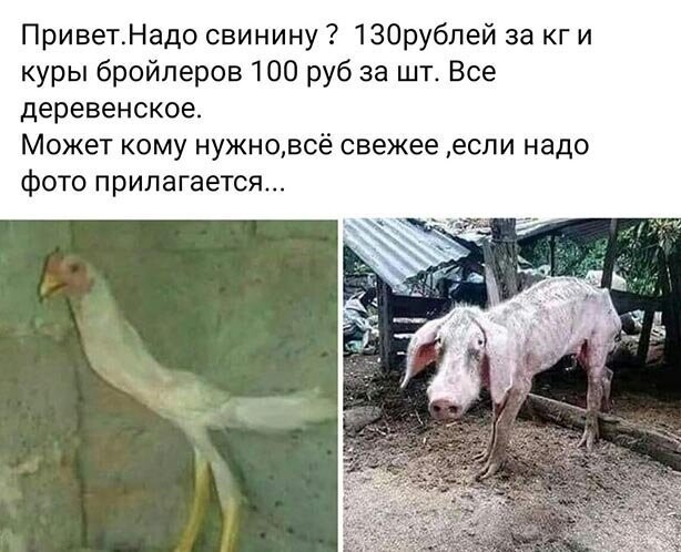 Прикольные и смешные картинки